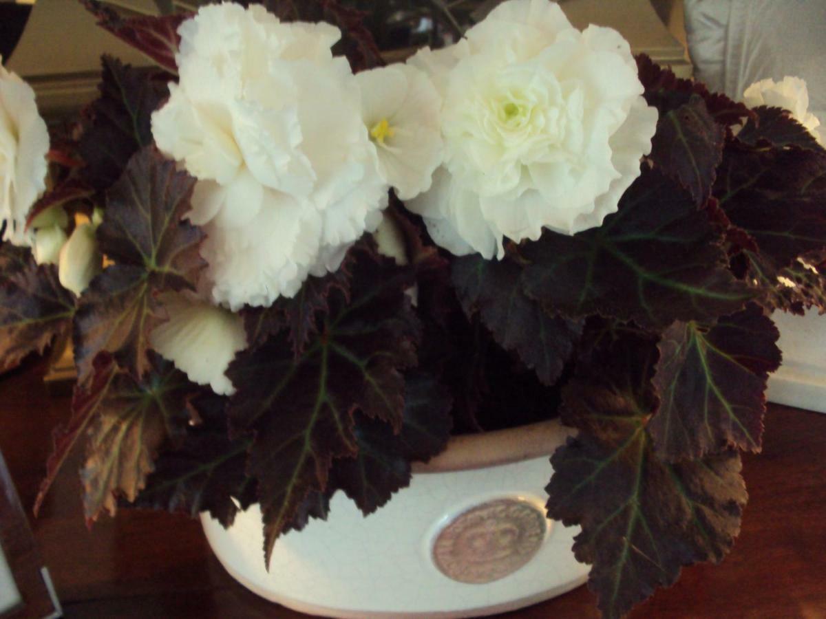 Woodlands Bed & Breakfast Looe Eksteriør bilde