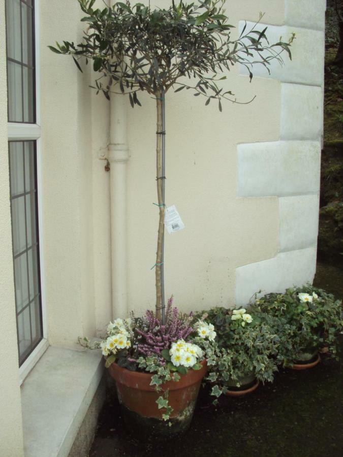 Woodlands Bed & Breakfast Looe Eksteriør bilde